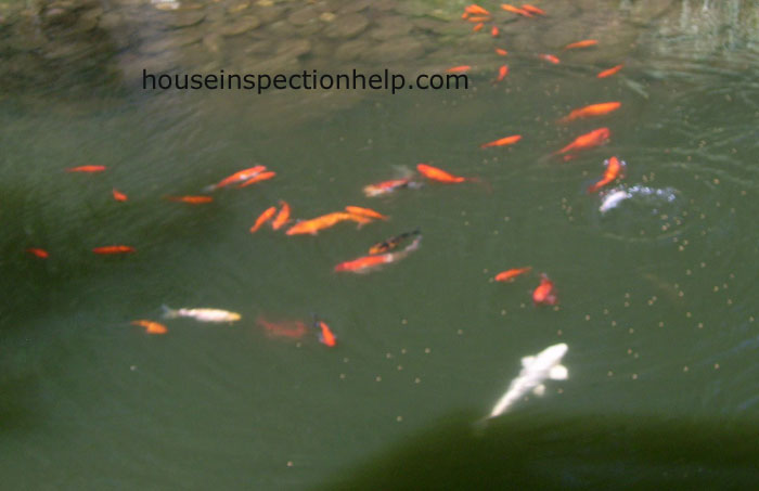 Fish Pond In Backyard