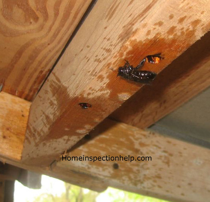 House Pest Carpenter Bee